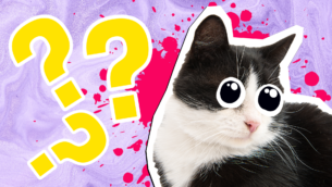 15 Totally Formal Tuxedo Cat Facts!