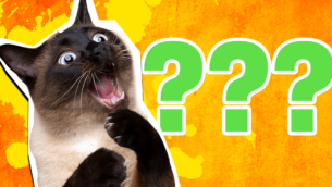 15 Simply Superb Siamese Cat Facts