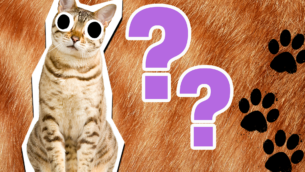 15 Tabby Cat Facts That Are Just Purrfect!