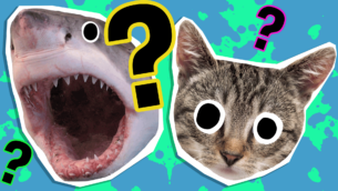 What Animal Do I Look Like?