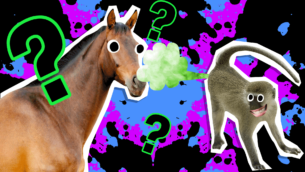 What Animal Suits My Personality?